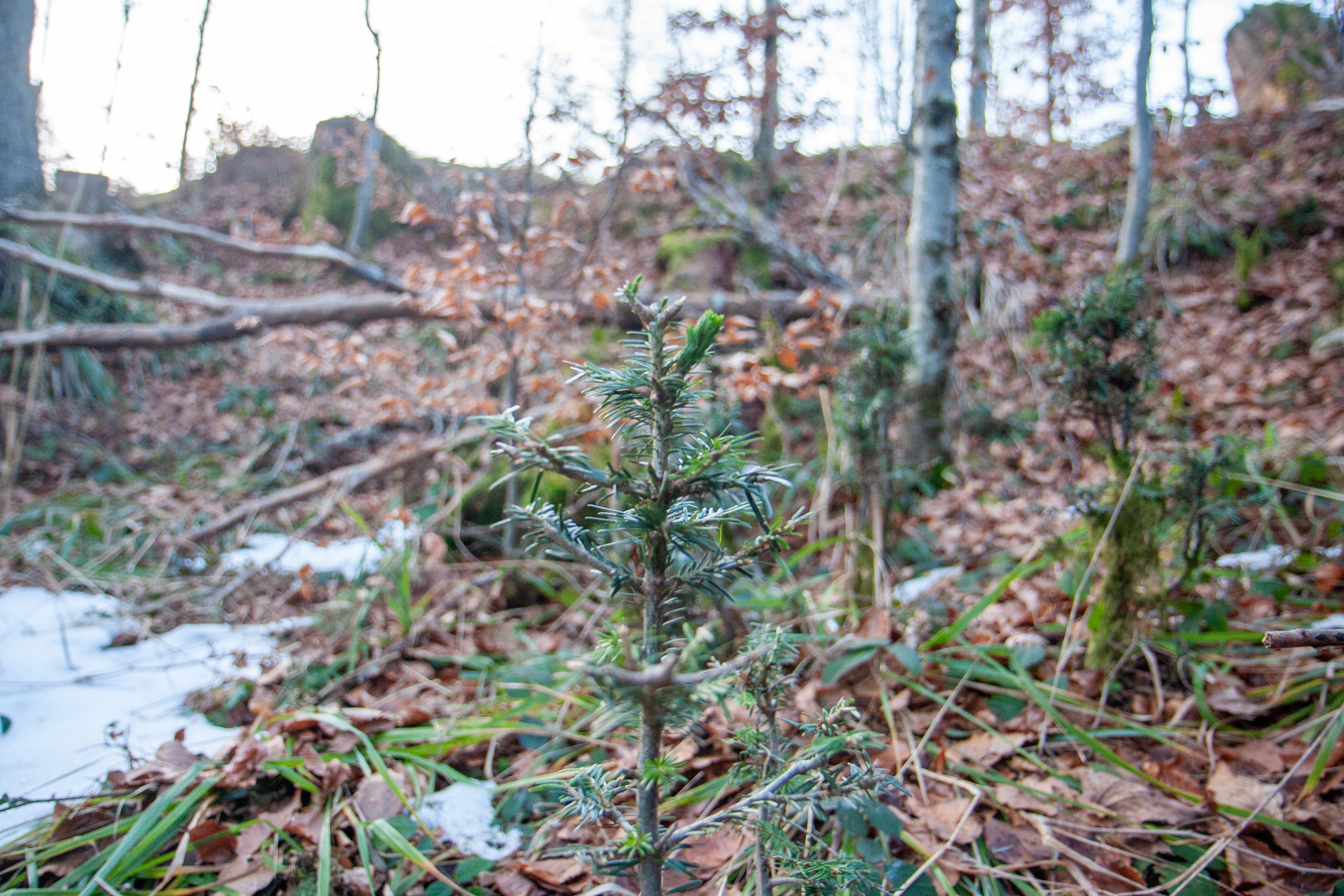 «Wildschäden wurden in den letzten 20 Jahren noch immer grösser»