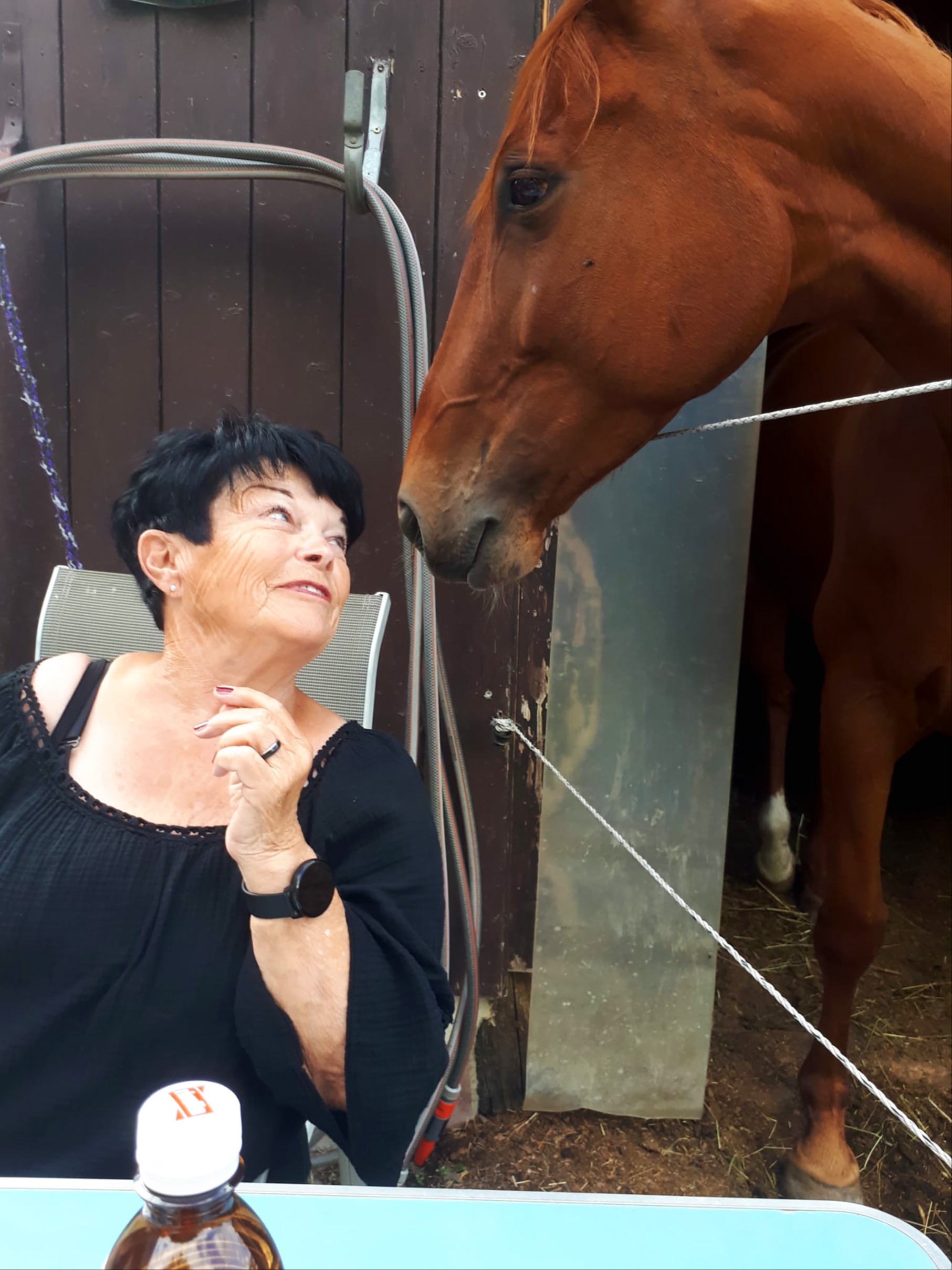 Lieblingspferd Sabayonne