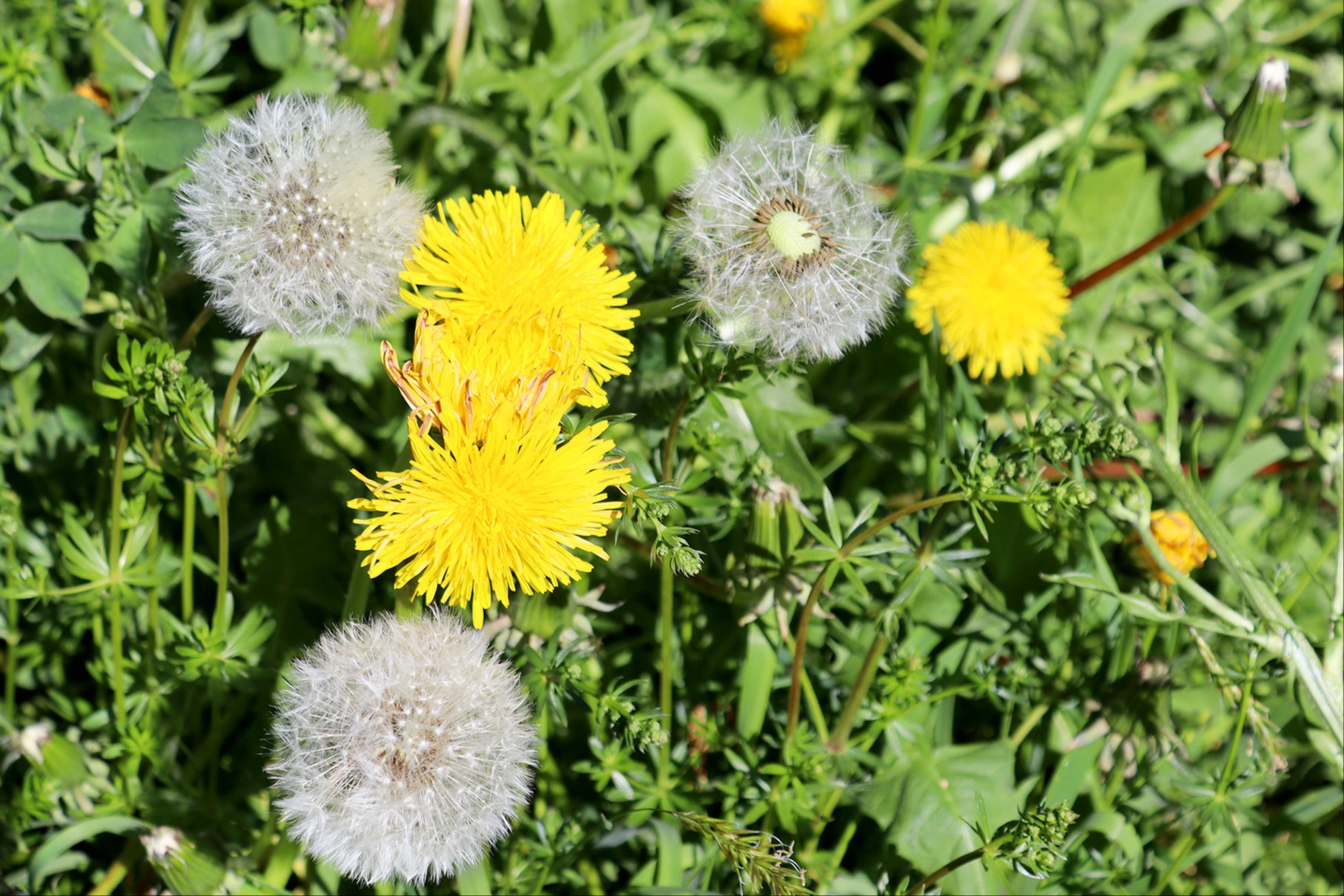 Von leuchtend gelb zu federleicht grau